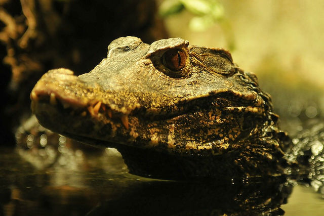 Vândalos invadem escola e soltam crocodilos em sala