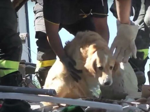 Animais são resgatados semanas após terremoto na Itália