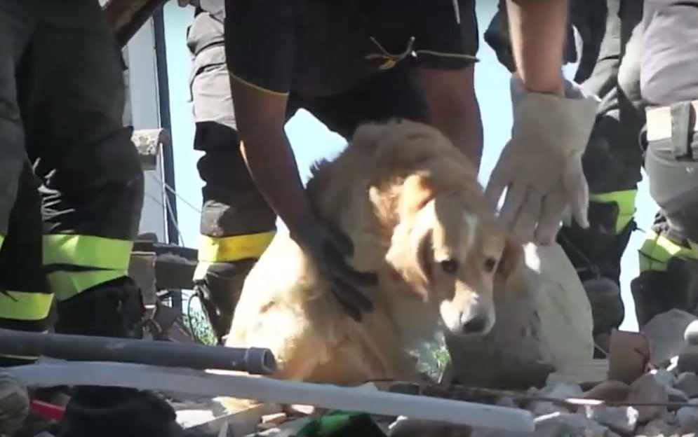 Animais são resgatados semanas após terremoto na Itália