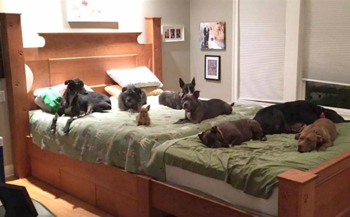 Casal constrói cama gigante para dormir com os sete cães
