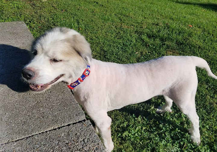 Este cão ficou 6 anos sem tosa, veja o que aconteceu com ele