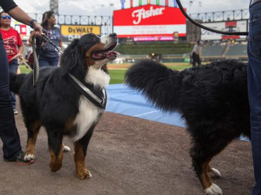 Partida de beisebol tem mais de mil cães assistindo ao jogo