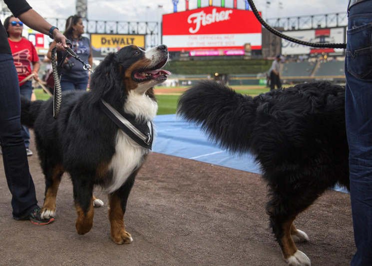 Partida de beisebol tem mais de mil cães assistindo ao jogo