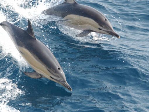 Golfinhos se comunicam de forma similar aos humanos