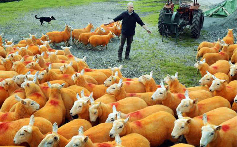 Fazendeiro pinta ovelhas de laranja para evitar ladrões