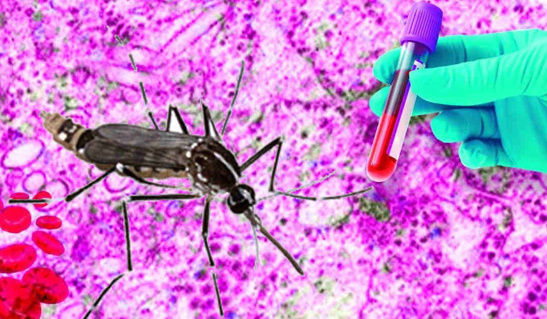 Os 4 mosquitos mais comuns da RMR