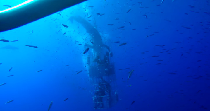 Tubarão branco invade gaiola com quatro mergulhadores