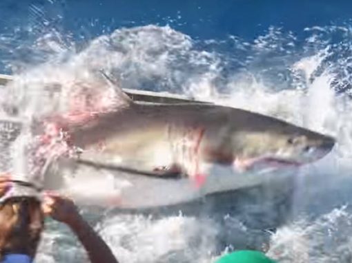 Vídeo flagra tubarão invadindo gaiola de mergulhador
