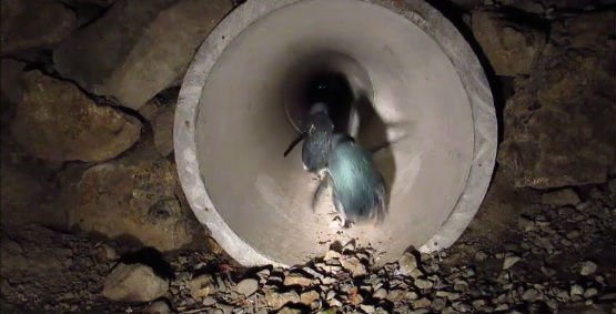Cidade constrói túnel abaixo de rodovia para travessia segura de pinguins