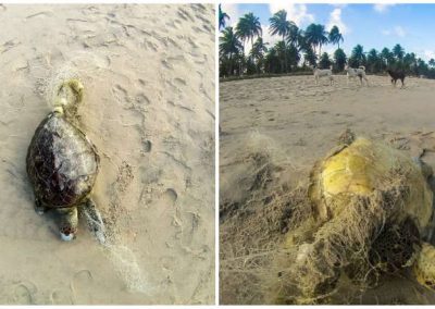 Cresce número de tartarugas marinhas mortas em Ipojuca, afirma ONG