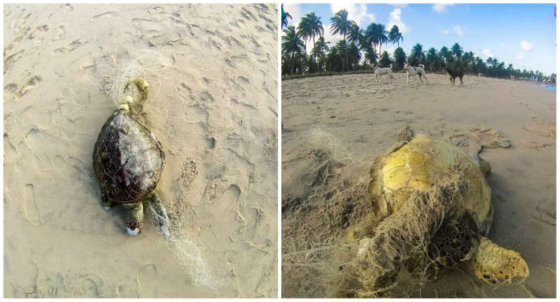 Cresce número de tartarugas marinhas mortas em Ipojuca, afirma ONG