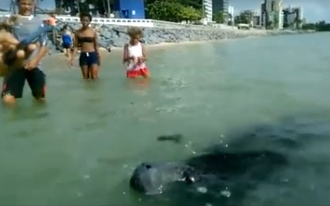 Em vídeo, peixe-boi interage com banhistas em Olinda