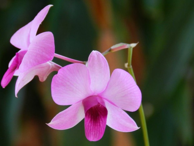 Orquídeas e rosas-do-deserto são expostas em Caruaru