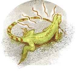 iguana-ilustracao-greg