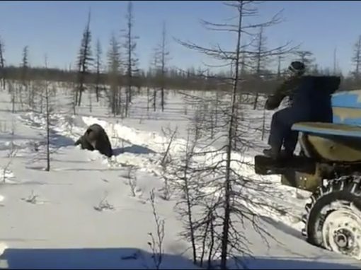 Vídeo de urso torturado até a morte revolta a Rússia
