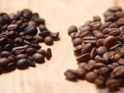 Ainda raras no estado, plantações de café fazem diferença no Agreste pernambucano