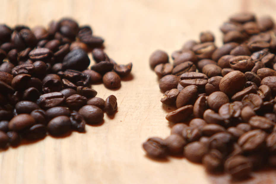 Ainda raras no estado, plantações de café fazem diferença no Agreste pernambucano