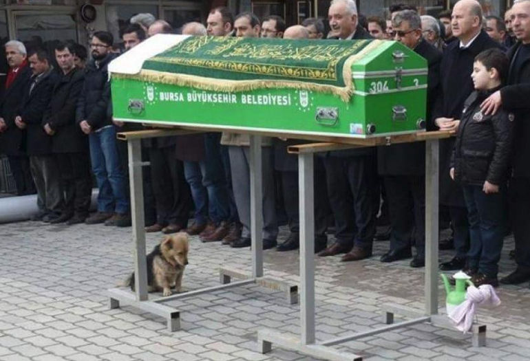 Cachorro visita diariamente túmulo do dono que morreu