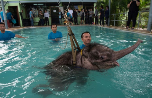 Elefanta mutilada faz hidroterapia para voltar a andar