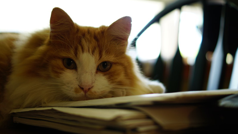 Parasita presente em gatos potencializa a TPM, diz estudo
