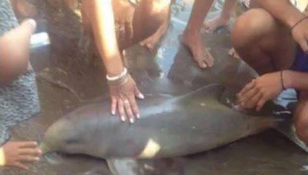 Golfinho morre após ser tirado da água para selfies