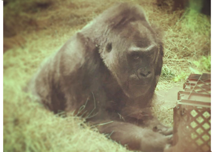 Gorila mais antiga nascida em cativeiro morre aos 60 anos