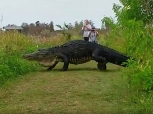 Vídeo mostra jacaré gigante saindo de um pântano