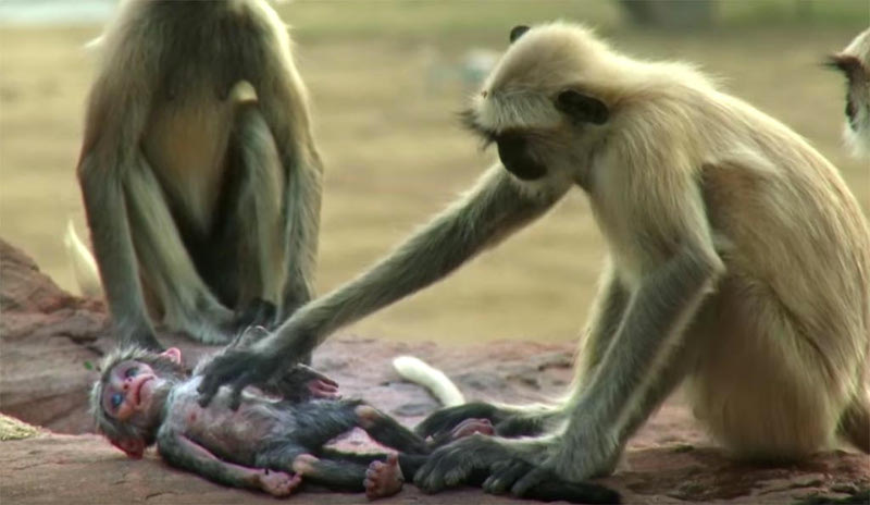 Vídeo mostra macacos chorando morte de filhote robótico