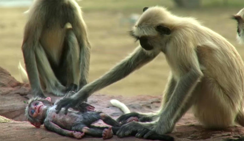 VÍDEO DE MACACOS - IMAGENS DE MACACOS