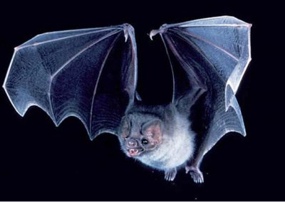 Estudo sobre morcegos-vampiros de Pernambuco ganha Prêmio IgNobel