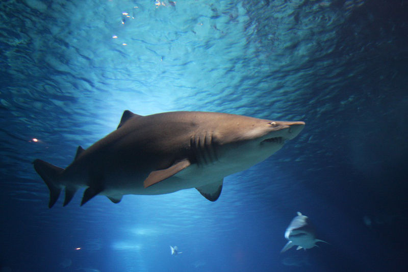 Substâncias presentes em tubarões podem curar Parkinson e fibrose pulmonar