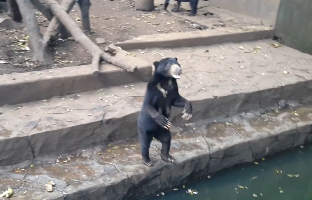 Ursos famintos imploram por comida em zoológico