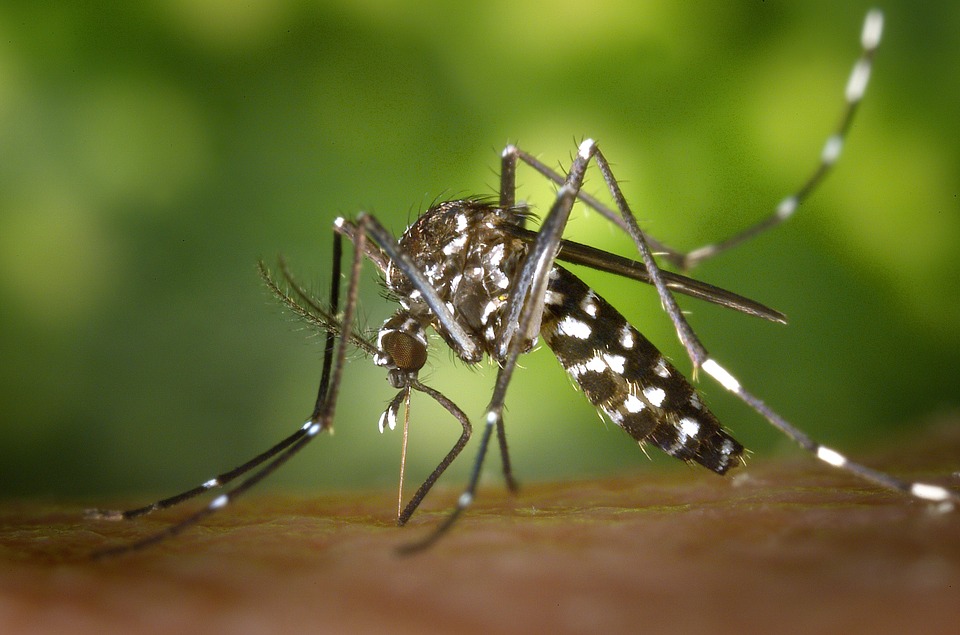Ministério da Saúde teme novo surto de Zika no Nordeste
