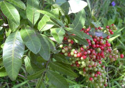 Fruta usada por índios no Brasil pode combater superbactéria