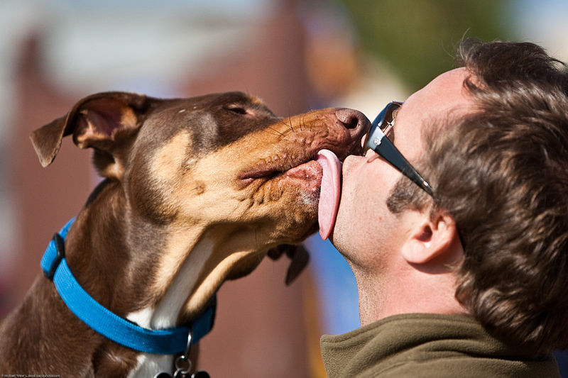 Sentimentos dos donos influenciam comportamento dos cachorros, diz pesquisa