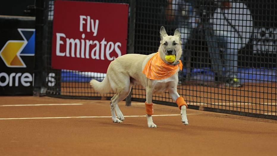 Cães abandonados serão gandulas em torneio de tênis