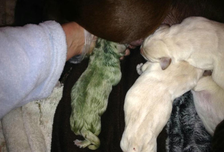 Filhote de Labrador nasce com pelos esverdeados
