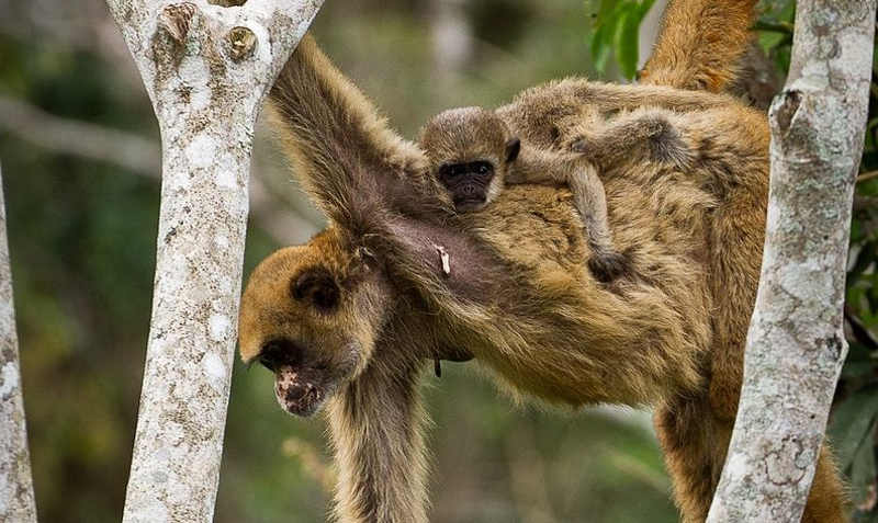 Surto de febre amarela mata macacos em risco de extinção