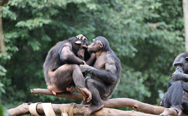 Beijos de orangotangos explicam a fala humana, diz estudo