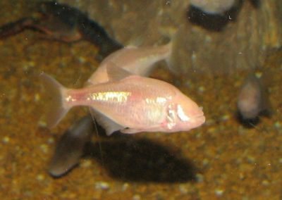 Peixe cego pode ser caminho para minimizar necessidade humana de dormir