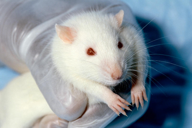 Cientistas conseguem restaurar audição de ratos surdos