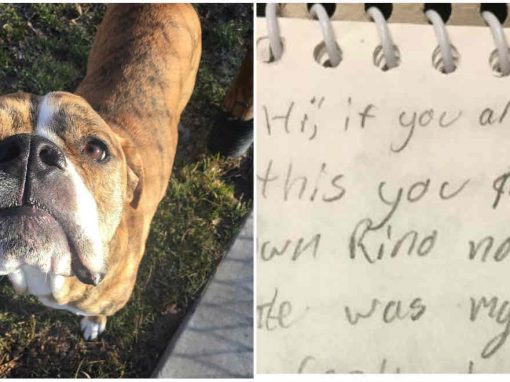 Cão é deixado para adoção com carta emocionada