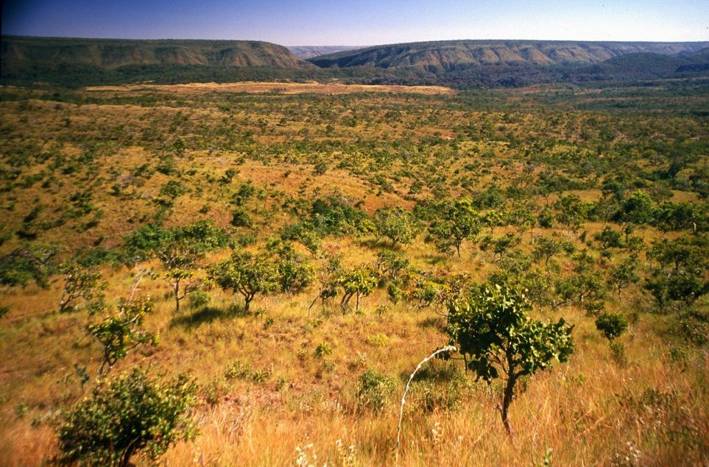 Cerrado pode ter maior extinção de plantas da história