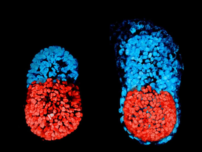 Cientistas produzem primeiro embrião artificial por meio de células-tronco