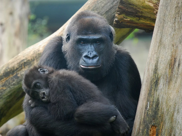 Vacina contra ebola promete futuro melhor para chimpanzés e gorilas