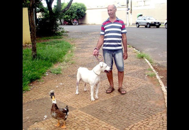 Cadela e marreco são melhores amigos e chamam atenção de moradores