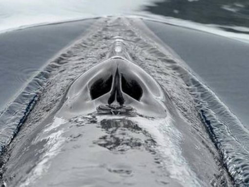 Vídeo mostra realidade aos olhos de baleias da Antártica