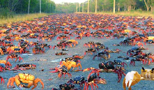 Baía dos Porcos, em Cuba, é invadida por milhares de caranguejos
