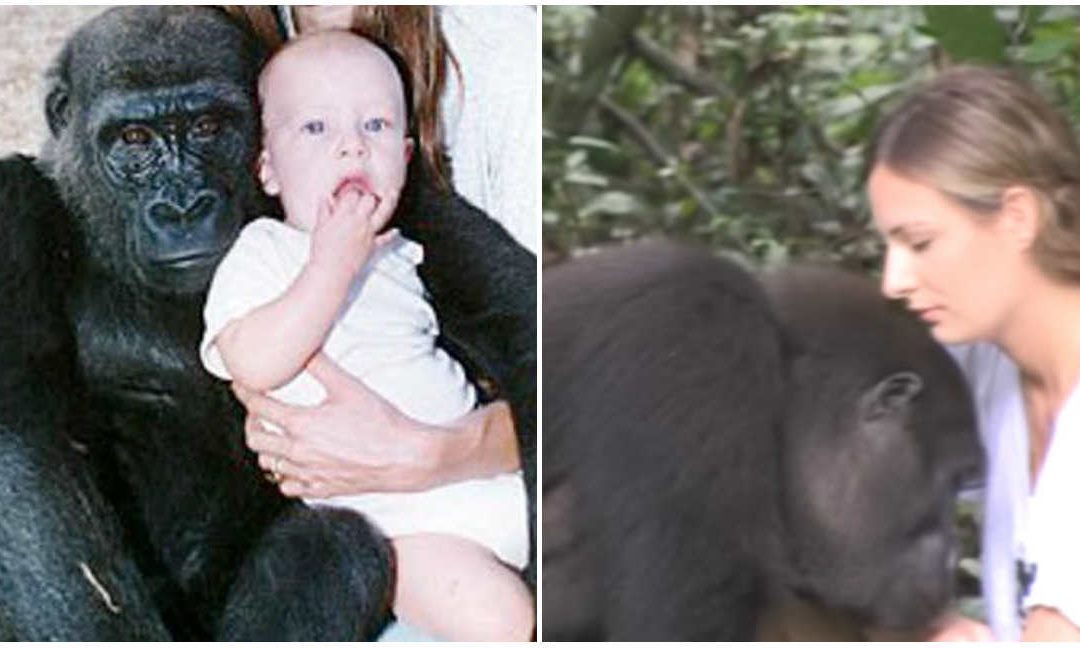 Mulher reencontra gorilas com quem brincava há 25 anos