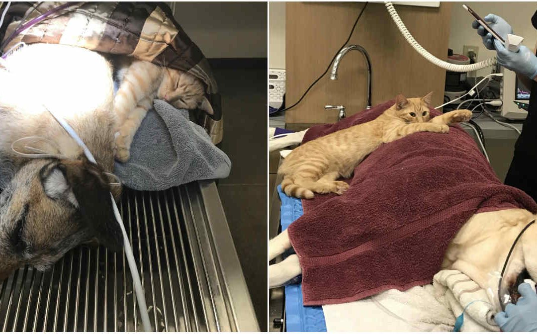 Gato “terapeuta” é especialista em acalmar animais em hospital
